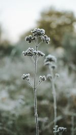 Close-up of wilted plant during winter