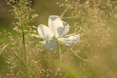 Close-up of white flower