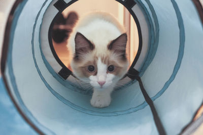 Ragdoll cat running through cat tunnel 