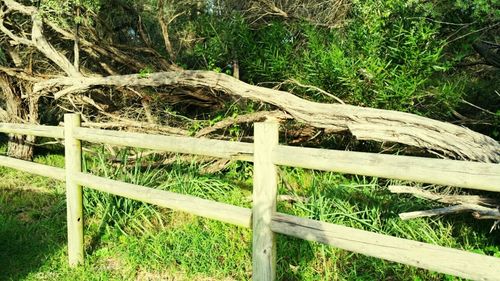 Fence on wooden fence