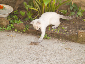 Cat on ground