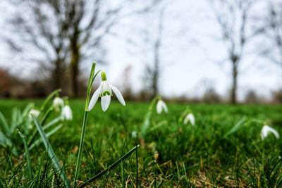 Close-up of white flower on field