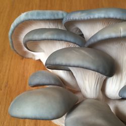 High angle view of mushrooms on table