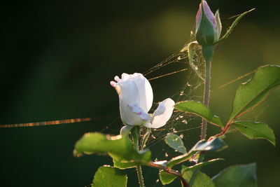 Close-up of insect perching on plant