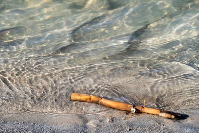 High angle view of starfish on beach