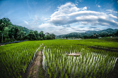 Scenic view of agricultural field against sky