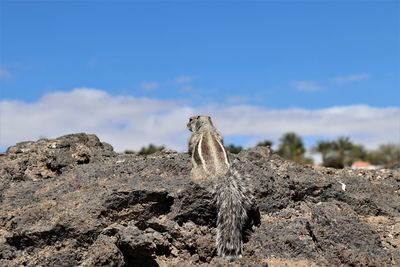 View of lizard on rock