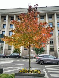 Flower tree by street in city