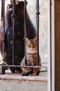 Portrait of cat seen through railing