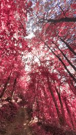 Low angle view of trees in forest