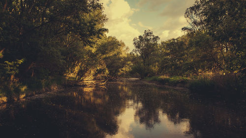 Reflection of trees in water