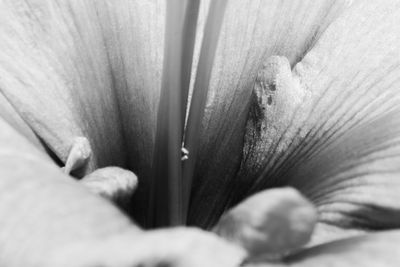 Close-up of hand on pink flower