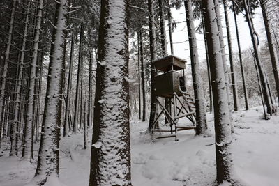 Snow covered trees on field in forest