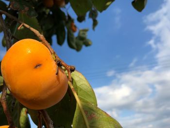 Low angle view of orange on tree against sky