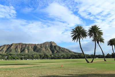 Scenic view of palm trees on field against sky