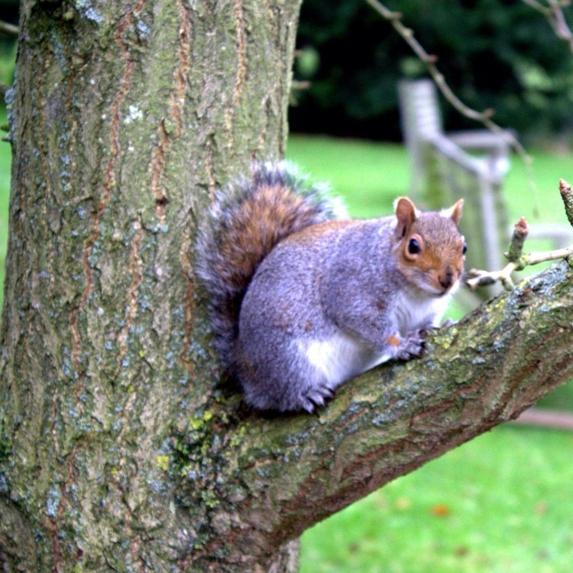 animal themes, animals in the wild, wildlife, tree, tree trunk, one animal, squirrel, branch, focus on foreground, nature, rodent, forest, close-up, eating, full length, outdoors, day, side view, wood - material, monkey