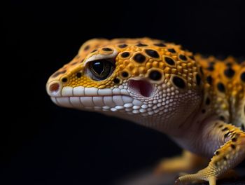 Close-up of lizard