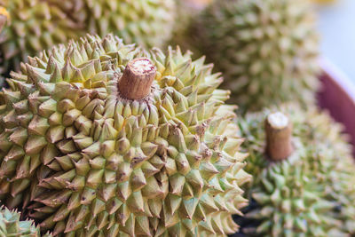 Close-up of succulent plant