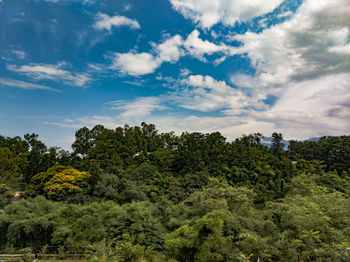 Trees and plants growing on land against sky