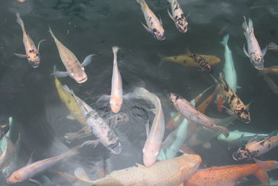 High angle view of koi carps swimming in water
