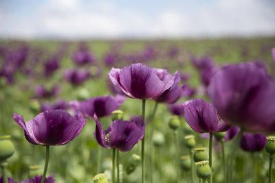 Close-up of purple flowering plant on field