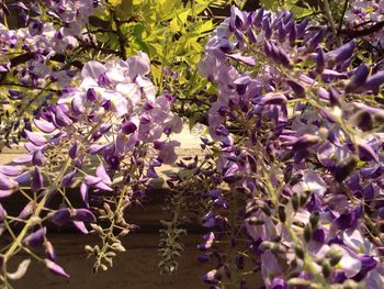 Close-up of purple flowers