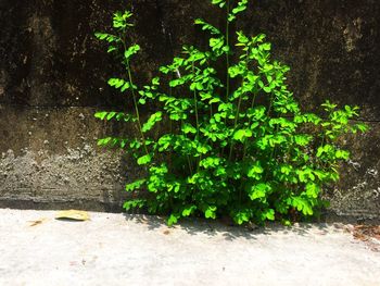 Close-up of ivy growing on wall