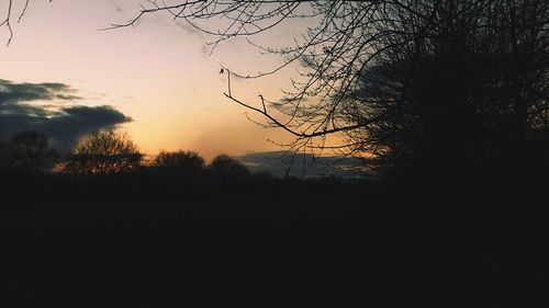 Silhouette of trees at sunset