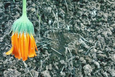 High angle view of flower in water