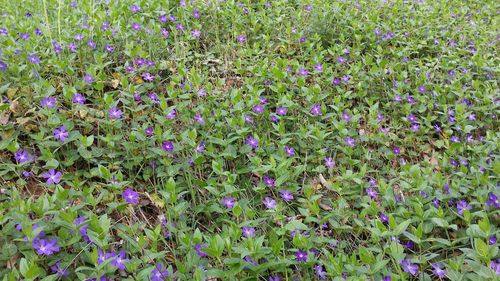 Directly above shot of purple flowers