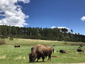 Bison grazing in beautiful field