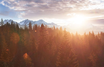 Majestic landscape with forest at spring time. scenery background.