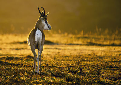 Springbok on field during sunset