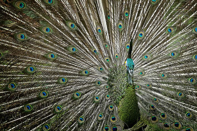 Full frame shot of peacock feathers