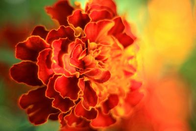 Close-up of red flower