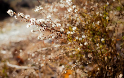 Close-up of cherry blossom tree