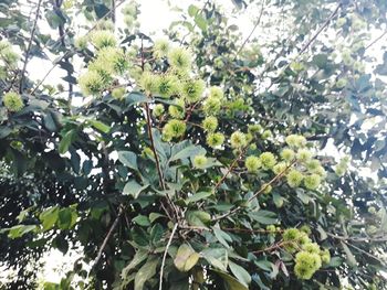 Low angle view of leaves on tree