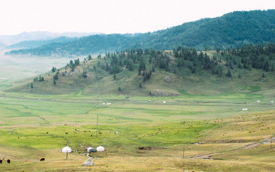 View of sheep on landscape