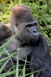Close-up portrait of a monkey
