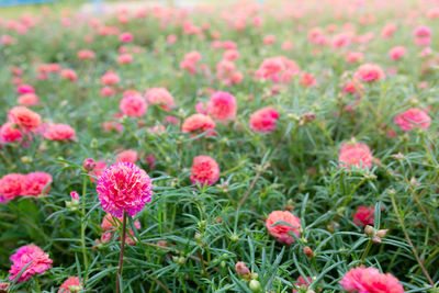 Close-up of pink flowering plants on field