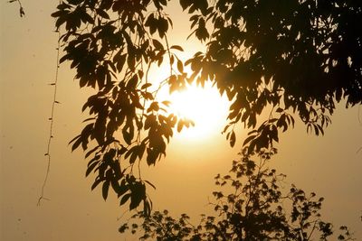 Trees against sky during sunset