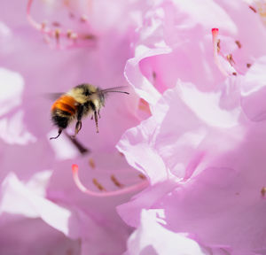 Close-up of bee pollinating on pink flower