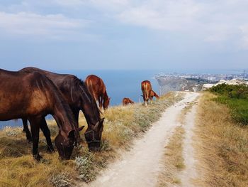 Horses on a field