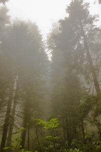 Trees in foggy weather