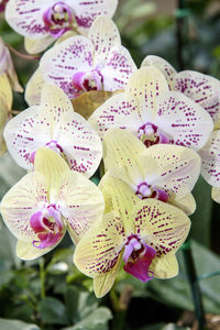 Close-up of purple flowering plant