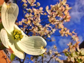 Close-up of fresh flowers