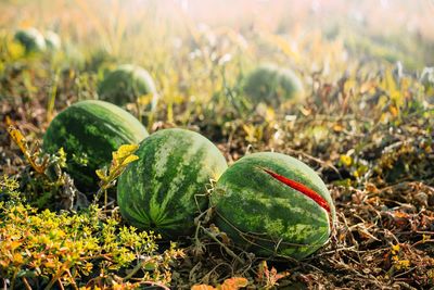 Close-up of ripe organic watermelon fruits growing on field