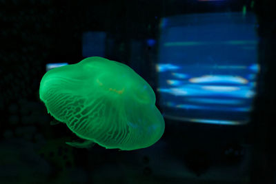 Close-up of jellyfish in aquarium