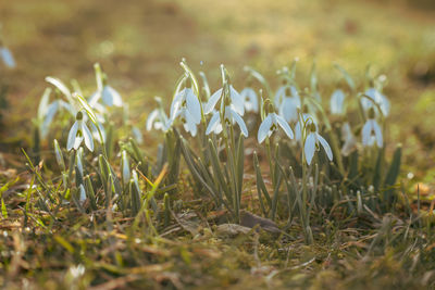 Close-up of flowering plants on field