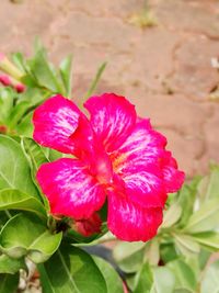 Close-up of pink flowers